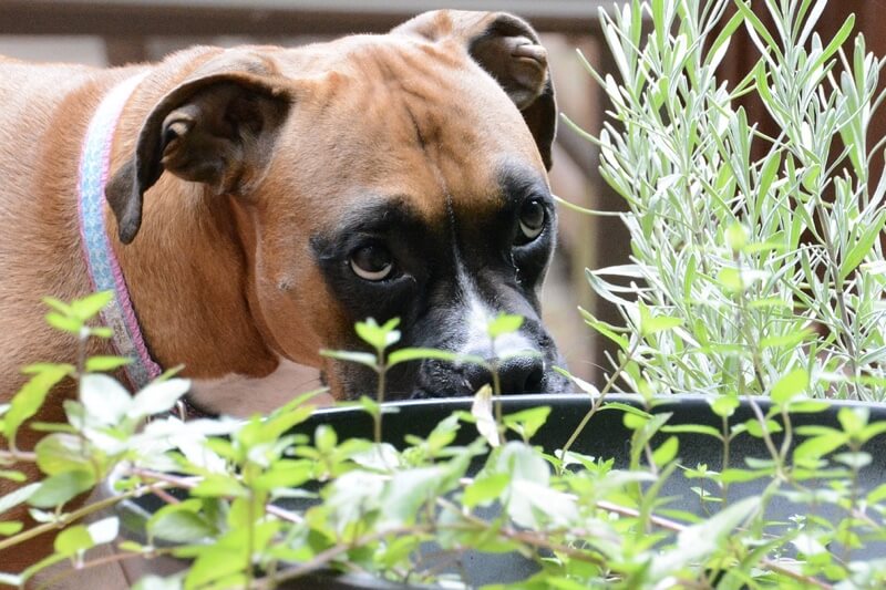 is white clover toxic to dogs