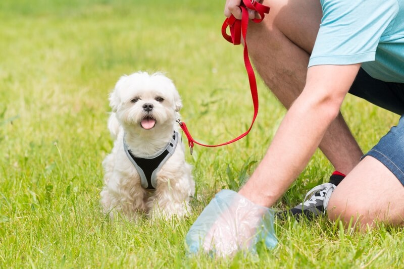 how do you keep your dog from pooping