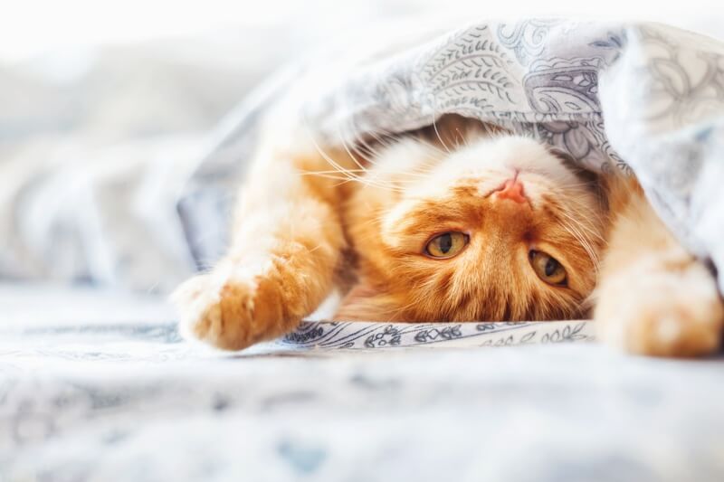 14 Weird Cat Behaviors Explained