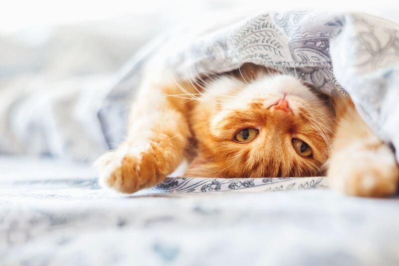 The Weirdest Pet Games