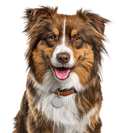 Australian Shepherd