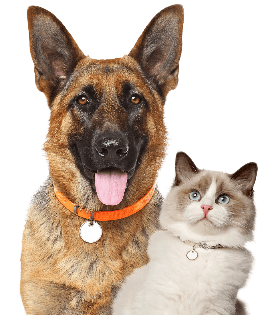 German Shepherd Ragdoll Cat