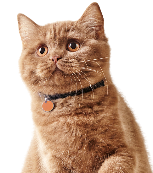 Orange Cat