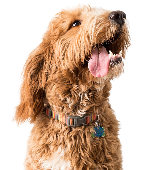 Goldendoodle